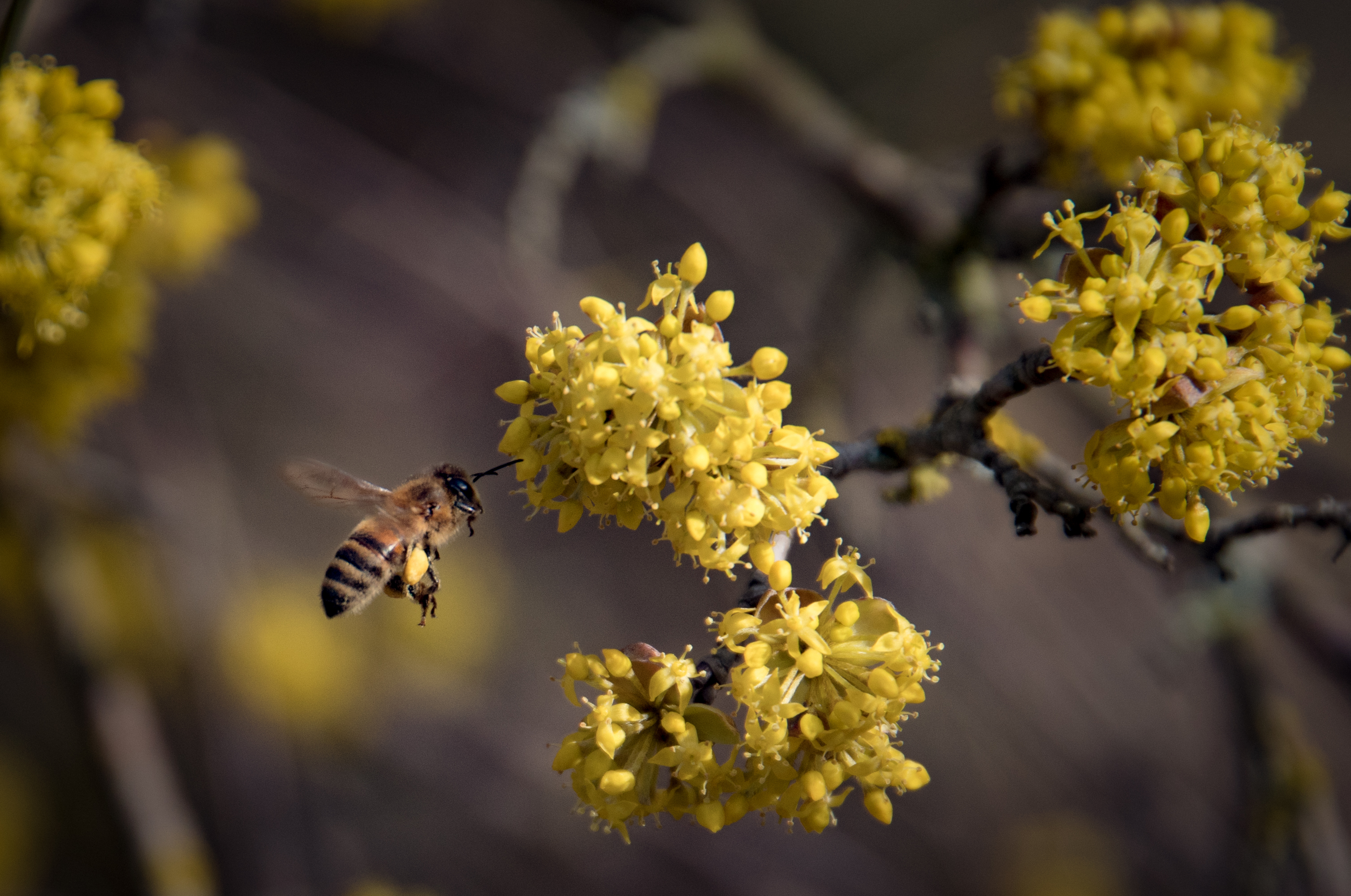 Biene Im Anflug   Dirndlblte