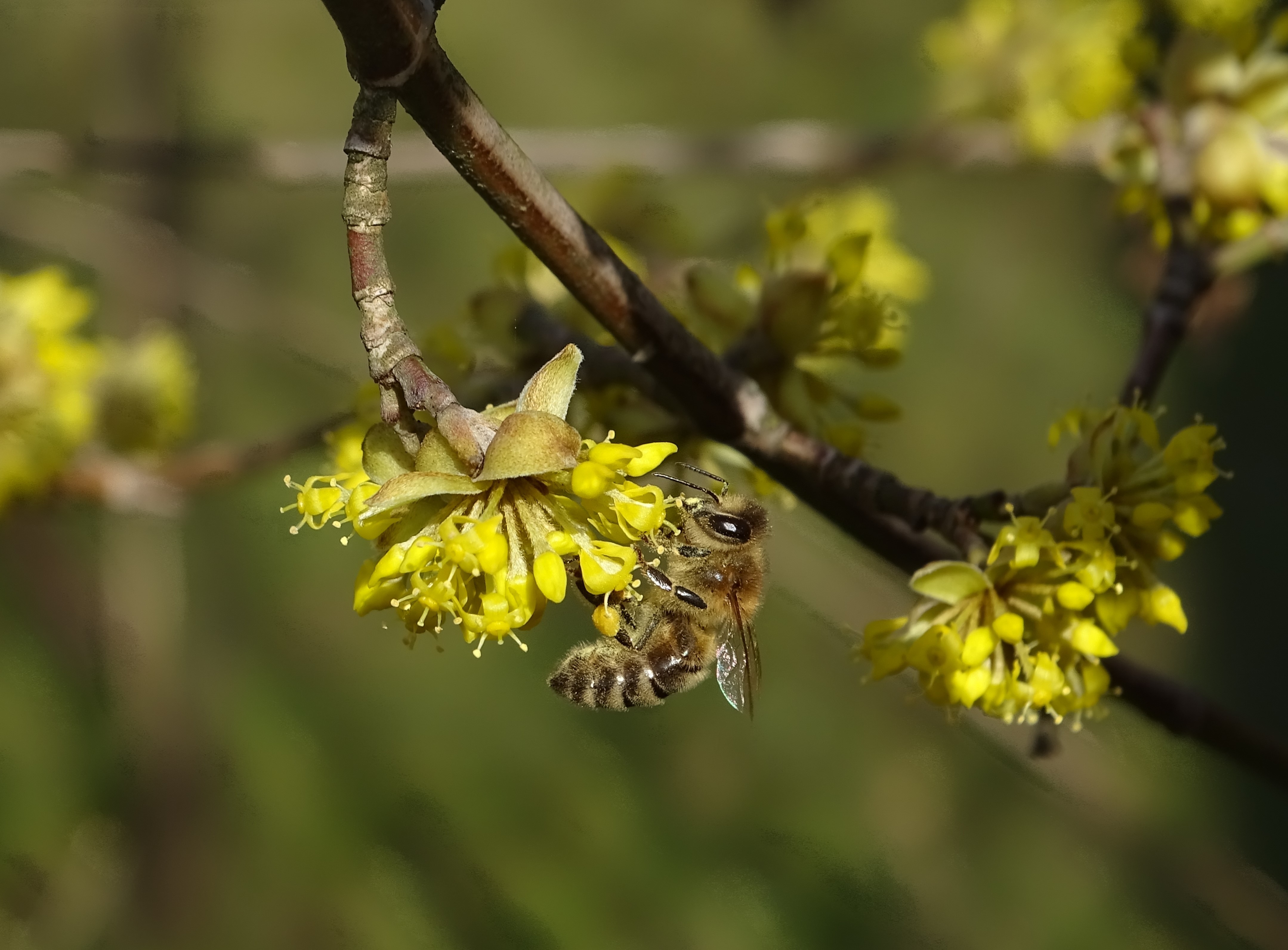 Bienennahrung Im Fhling