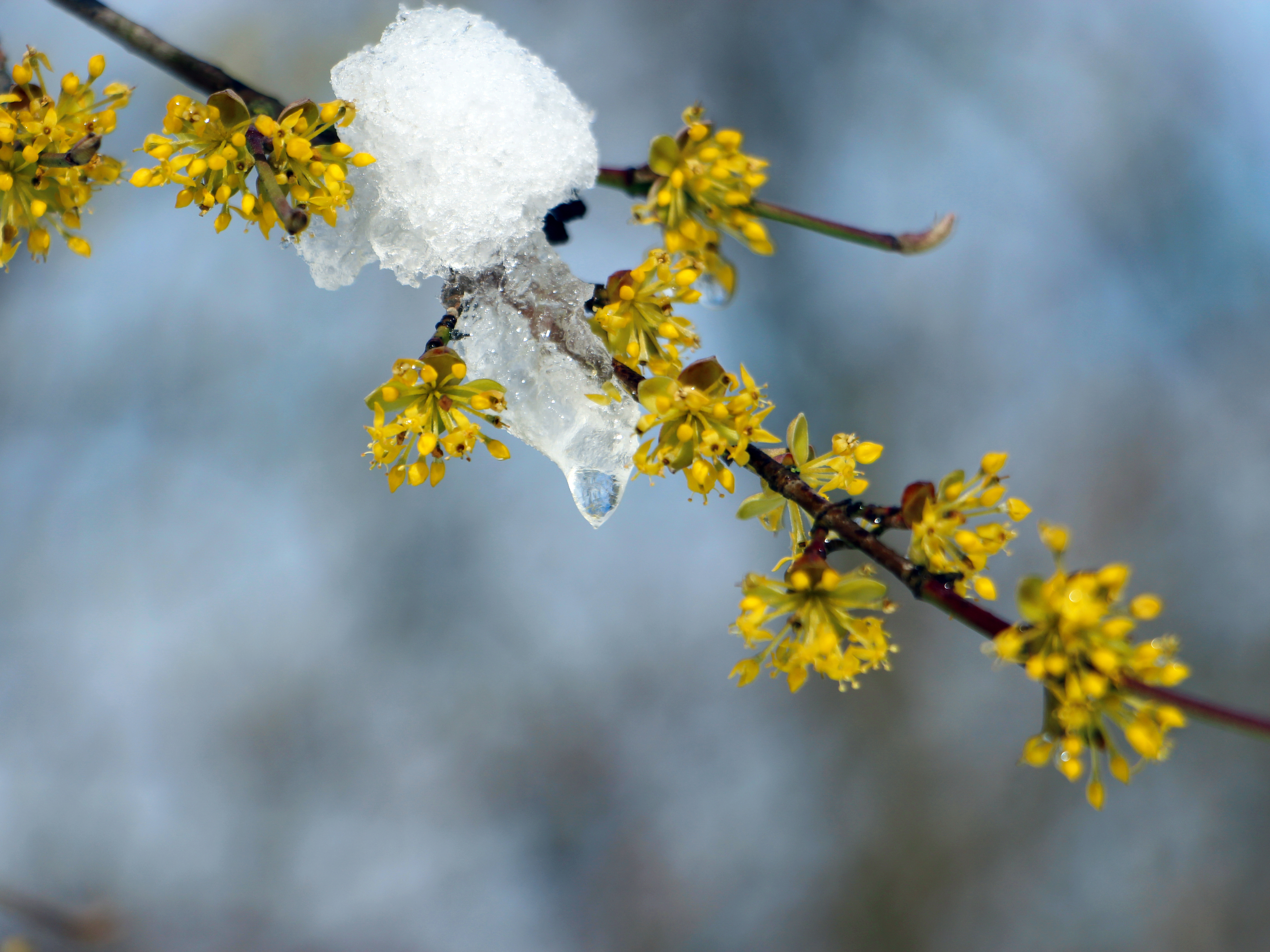 Dirndlblte Mit Schnee