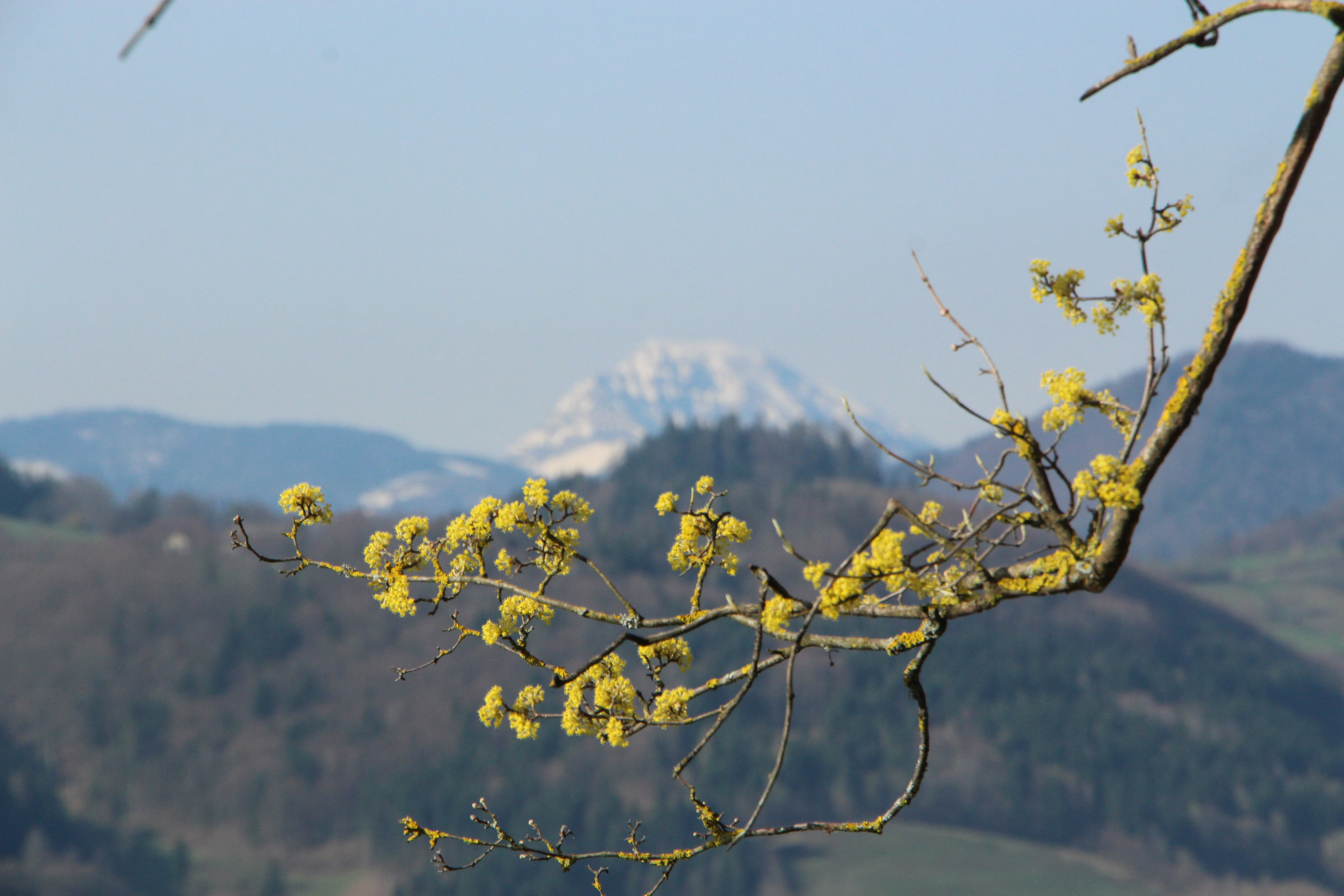 Dirndlblte Vor Tscher